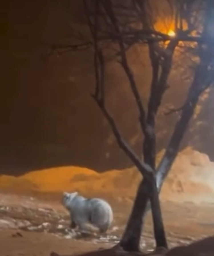 Uludağ’da kış sürprizi! Ayı ailesi yiyecek arayışında-Bursa Hayat-3