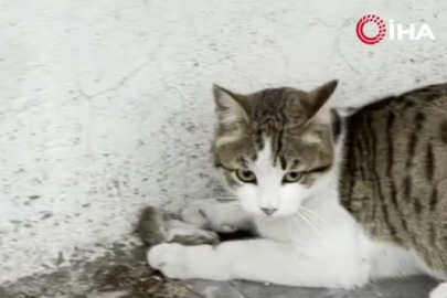 Farenin akıllı hamlesi kediyi şaşırttı!