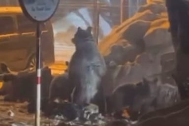 Uludağ’da kış sürprizi! Ayı ailesi yiyecek arayışında