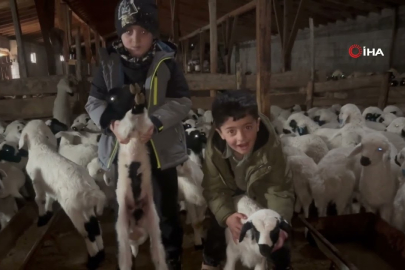 Baharın renkli anları! Erzincan’da kuzular ve anneleri