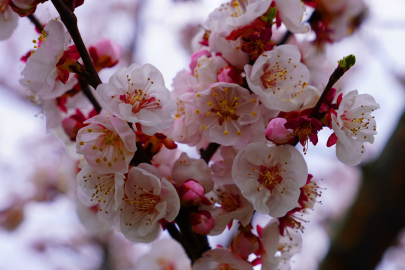Doğanın uyanışı İznik’te renkli görüntüler oluşturdu