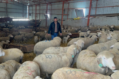 57 yıllık çiftlikten Türkiye’ye damızlık Karacabey merinosu