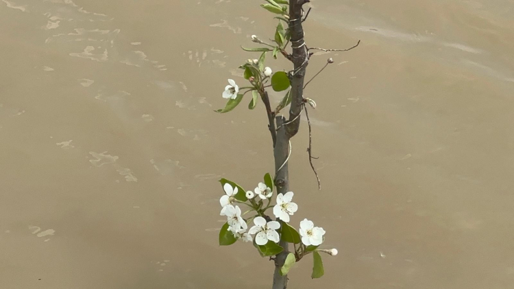Bursa’da meyve bahçeleri kritik durumda!-Bursa Hayat-3