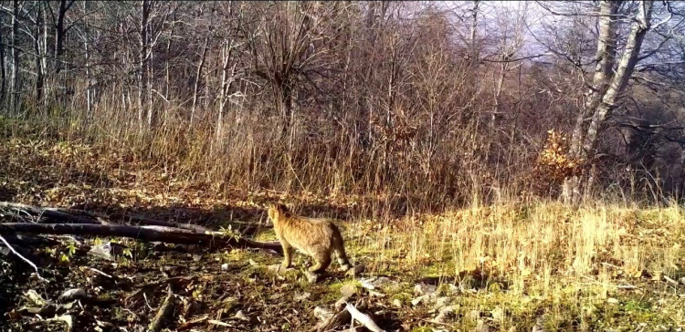 Bursa’da nadir görülen yaban kedisi kaydedildi!-Bursa Hayat-2