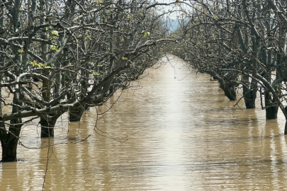 Bursa’da meyve bahçeleri kritik durumda!