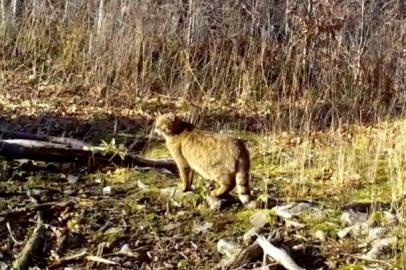 Bursa’da nadir görülen yaban kedisi kaydedildi!