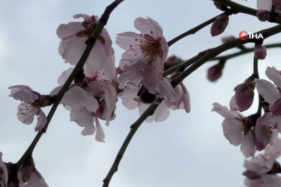Şırnak dağları badem çiçekleriyle renk cümbüşüne büründü!