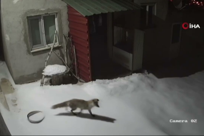 Köy bahçesinde tilki av peşinde!