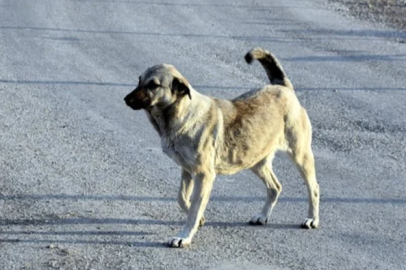 İstanbul Valisi Davut Gül’den belediyelere sokak köpekleriyle ilgili talimat!