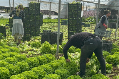 Kıvırcık marul fiyatları Bursa çiftçisinin yüzünü güldürdü