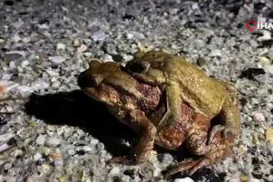 Kütahya Domaniç’te kurbağaların 5 bin yıllık geçmişten gelen göçü başladı