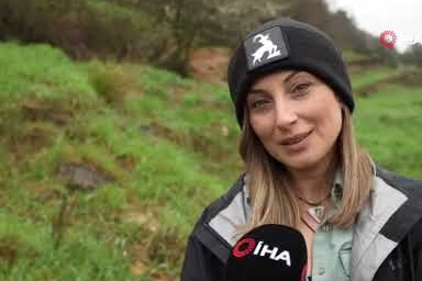 Sarp kayalıklarda ustalıkla hareket eden dağ keçileri görüntülendi