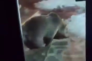 Uludağ’da ayı ailesiyle sıcak temas: O anlar kamerada!