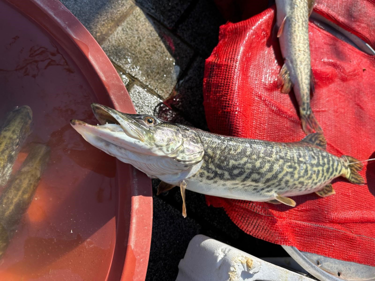 Gölyazı’da turna sezonu açıldı: Balık fiyatları rekor seviyede!-Bursa Hayat-2