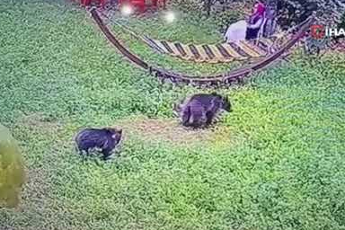 Bahçeye giren yavru ayılar kamerada