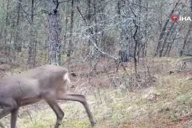 Karabük ormanlarının zarif sakinleri böyle görüntülendi