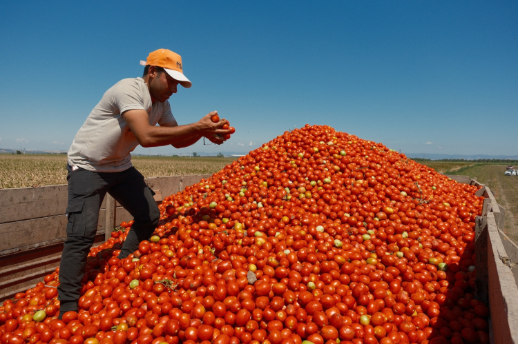 Karacabey’i salçalık domates üretiminde zorlu bir sezon bekliyor!-Bursa Hayat-2