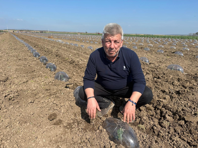 Karacabey’i salçalık domates üretiminde zorlu bir sezon bekliyor!-Bursa Hayat-3