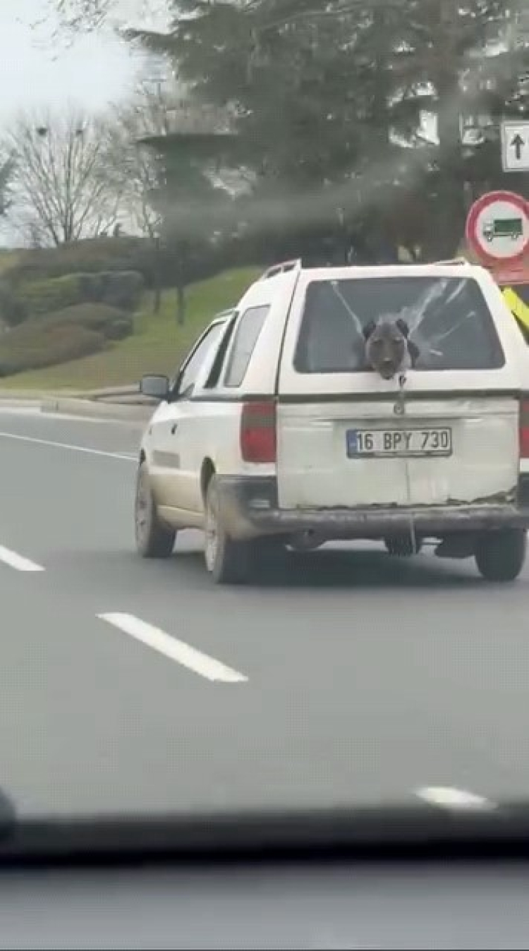 Bursa’da köpeğin trafik keyfi!-Bursa Hayat-2
