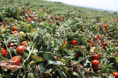 Karacabey’i salçalık domates üretiminde zorlu bir sezon bekliyor!