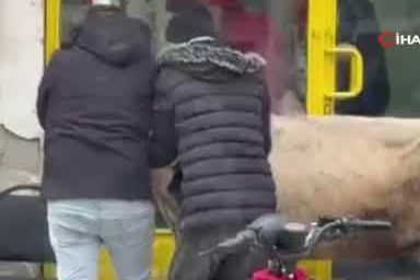 Sahibinin elinden kaçan inek bakın nereye girmeye çalıştı