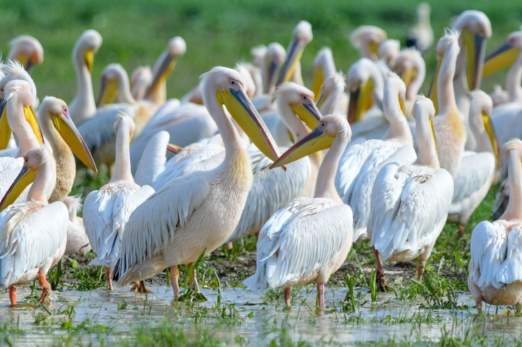 İnegöl’de görsel şölen! Boğazköy Barajı pelikanlarla renklendi -Bursa Hayat-6