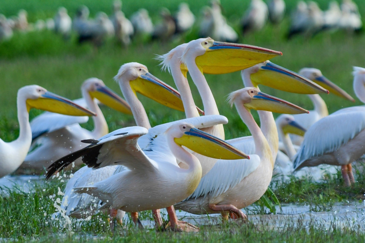 İnegöl’de görsel şölen! Boğazköy Barajı pelikanlarla renklendi -Bursa Hayat-5
