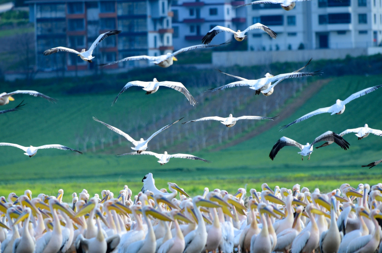 İnegöl’de görsel şölen! Boğazköy Barajı pelikanlarla renklendi -Bursa Hayat-4
