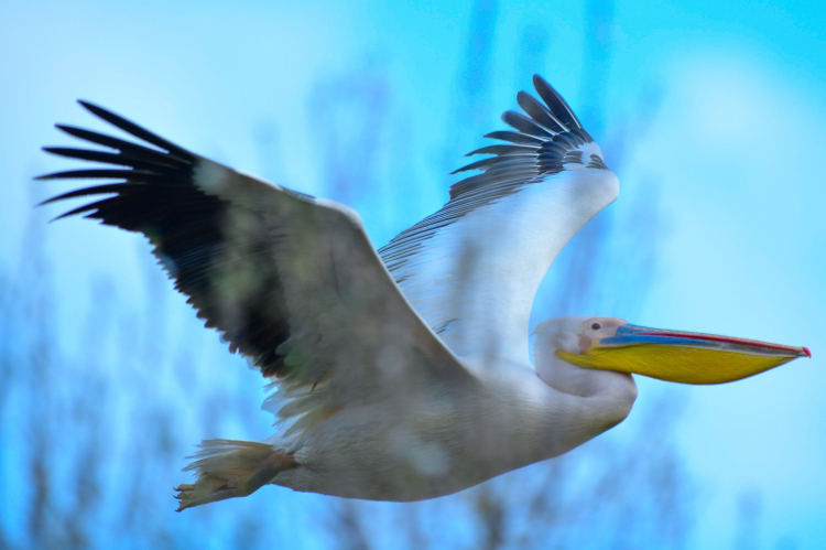 İnegöl’de görsel şölen! Boğazköy Barajı pelikanlarla renklendi -Bursa Hayat-3