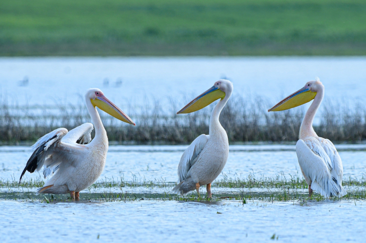İnegöl’de görsel şölen! Boğazköy Barajı pelikanlarla renklendi -Bursa Hayat-2