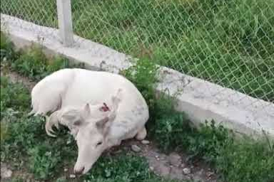 Elazığ’da beyaz alageyik evin bahçesine indi