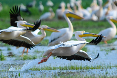 İnegöl’de görsel şölen! Boğazköy Barajı pelikanlarla renklendi