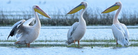 İnegöl’de görsel şölen!
