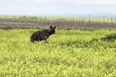 Adıyaman’da nadir an! Sarı çiçeklerle kaplı tarlada görüldü