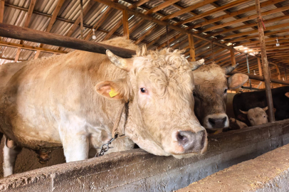 Bursa’nın en pahalı kurbanlığı: 1 tonluk 'Paşa' 500 bin liraya satışta!