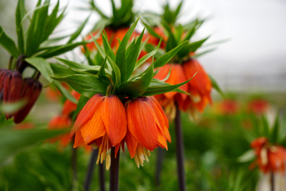 Türkiye’nin tek ters lale koleksiyon bahçesinde bahar görüntüsü
