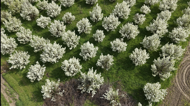 İnegöl’de bahar görsel şölene dönüştü!-Bursa Hayat-2