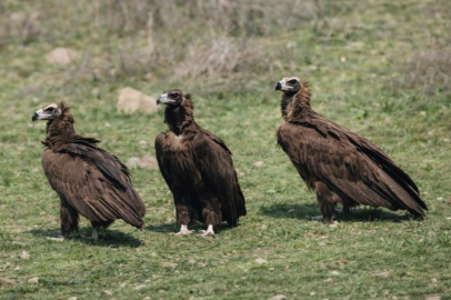 Çeltikçi’de Kara Akbaba sürüsü objektiflere takıldı