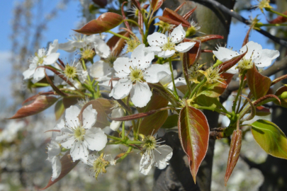 İnegöl’de bahar görsel şölene dönüştü!