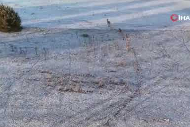 Tesadüfen kaydedilen muhteşem an! Karlı manzarayı çekerken geyik sürüsüyle karşılaştı