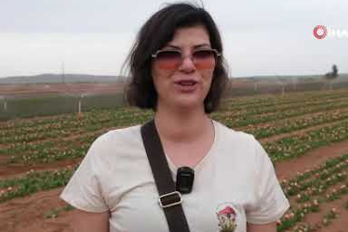 Renk cümbüşü için geri sayım! Karaman’da lale mevsimi hazırlıkları