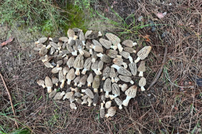 Feke ormanlarında bereketli hasat! Kuzu Göbeği Mantarı köylünün yüzünü güldürdü