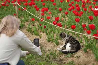 İstanbul lale mevsimiyle renk cümbüşüne döndü