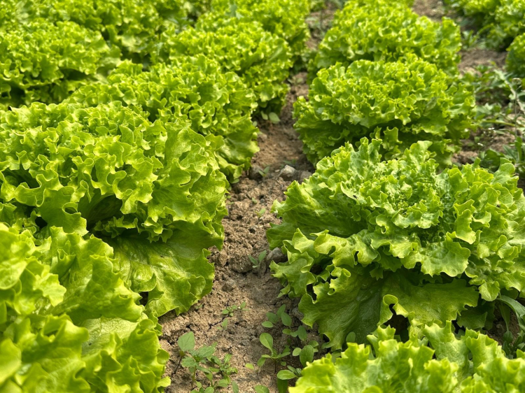 Bursa Ovası’nda marul bereketi! -Bursa Hayat-2