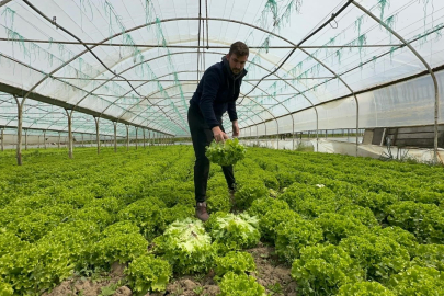 Bursa Ovası’nda marul bereketi!