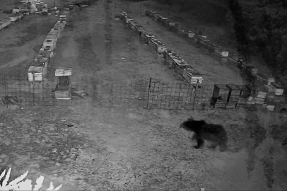 Uludağ’da kovanlara gece ziyareti: Ayı ailesi görüntülendi!