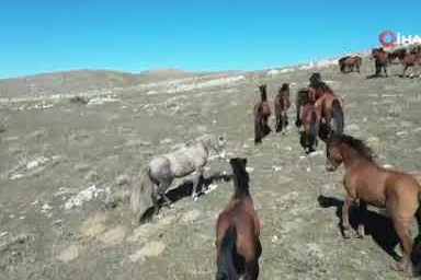 Afyonkarahisar’da bahar coşkusu! Yılkı atlarının yayladan inişi havadan görüntülendi