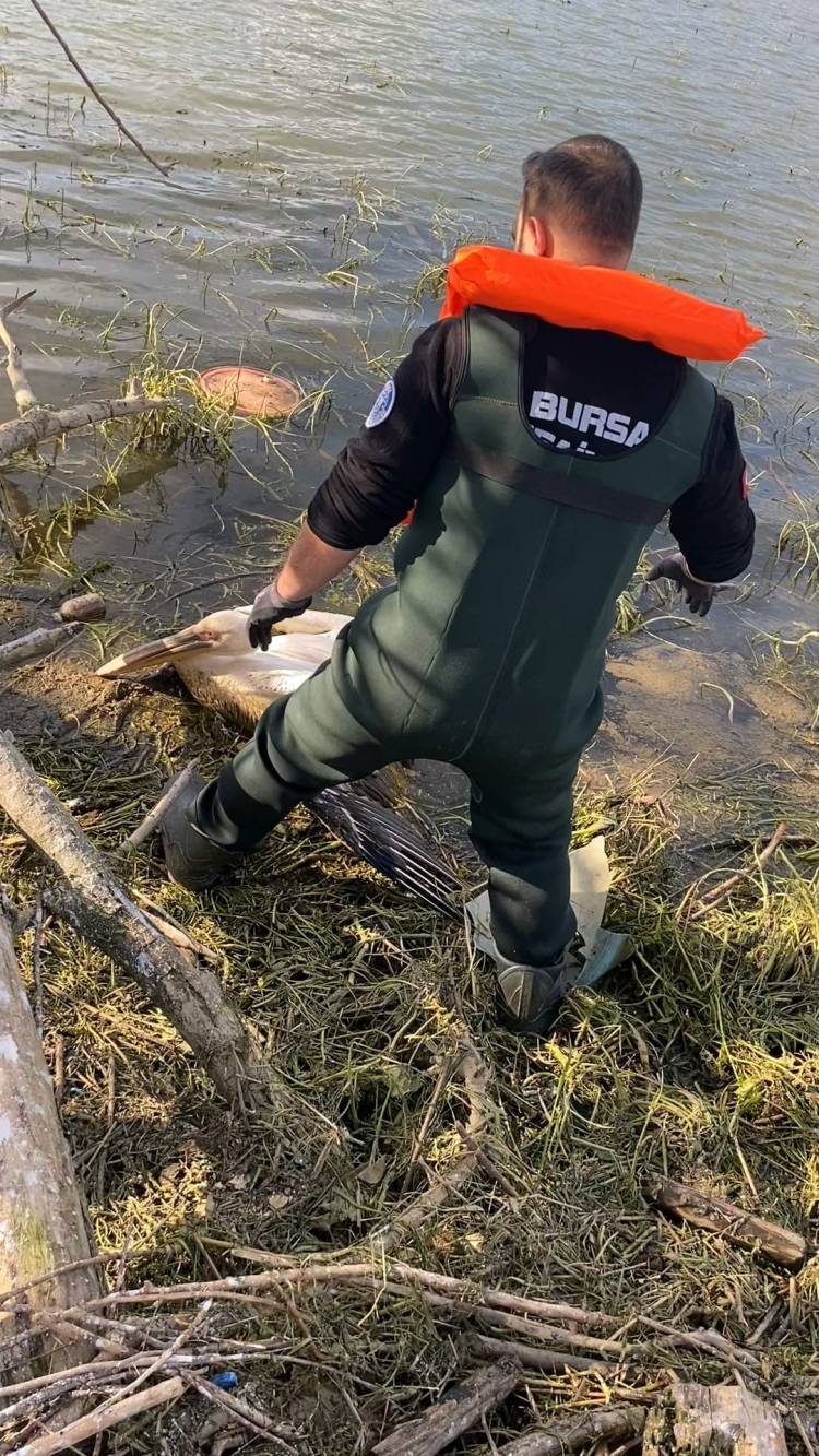 Bursa’da yürek ısıtan kurtarma: Pelikan tedavi altına alındı!-Bursa Hayat-2