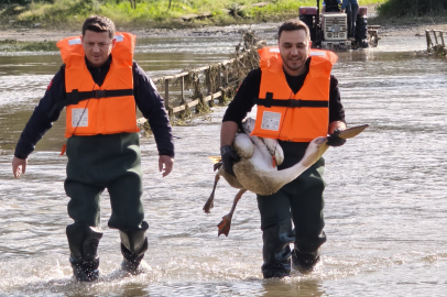 Bursa’da yürek ısıtan kurtarma: Pelikan tedavi altına alındı!