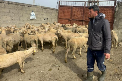 Bursalı besicinin kurban bereketi: Önce yuva kurdu, şimdi baba oluyor